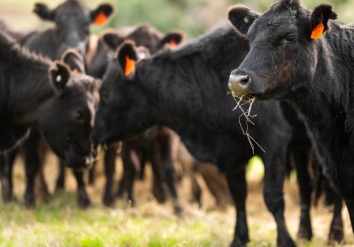 Wołowy gigant wyprzedaje majątek. Do nabycia blisko 6 tys. hektarów i 80 tys. sztuk bydła