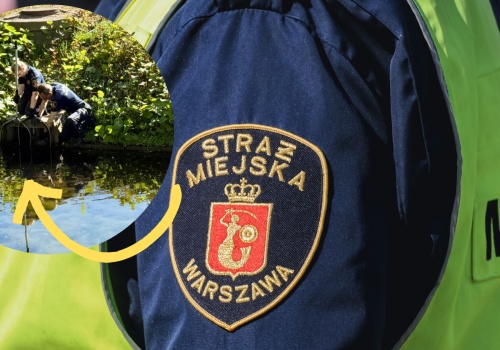 Dramat małych nurogęsi w Warszawie. 