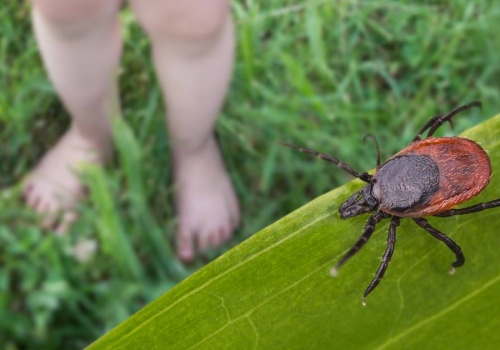 Kleszcze nie znoszą zapachu czterech roślin. Warto posadzić w ogrodzie