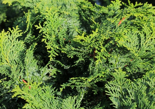 Tuje odchodzą do lamusa. Ten żywopłot lepiej znosi upały i rośnie gęstszy