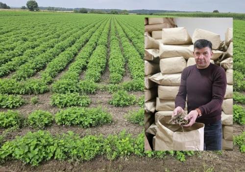 Uprawa ziół na 25 ha: 80 ton suszu i wysokie ryzyko produkcji