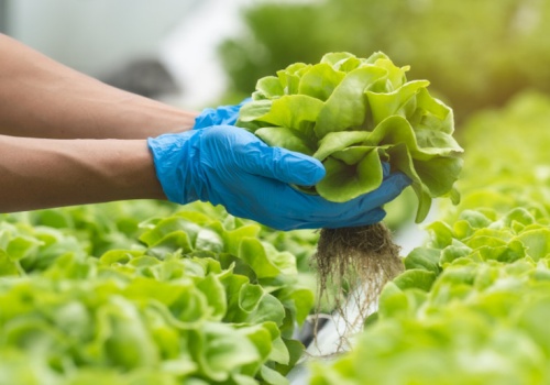 Green Factory zamyka zakład w Legnicy. 200 osób straci pracę