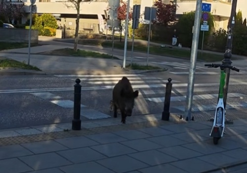 Wilanów: locha przeszła z małymi przepisowo po pasach. 