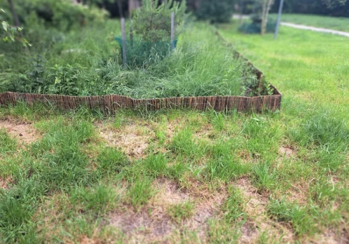 Łyse placki na trawniku. W maju wystarczy jeden ruch, by znów był gęsty