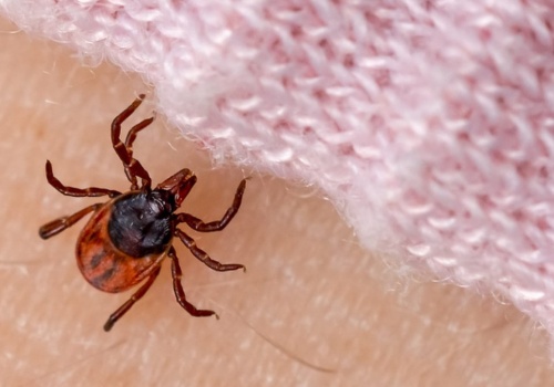 Zrób to zaraz po powrocie z lasu. Kleszcze nie mają żadnych szans