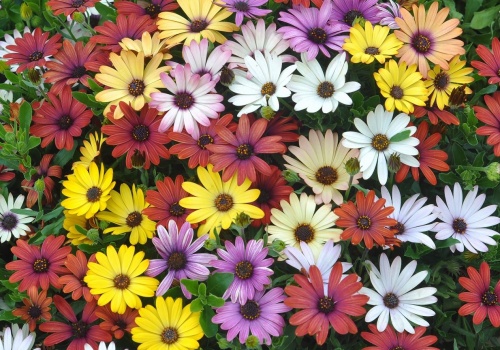 Słońce to jej żywioł, więc kocha polskie lato. Osteospermum zmienia balkon w kwietną oazę