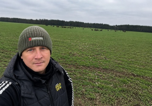 Żubry wychodzą z lasu i zostają na polach. Straty idą w setki tysięcy złotych