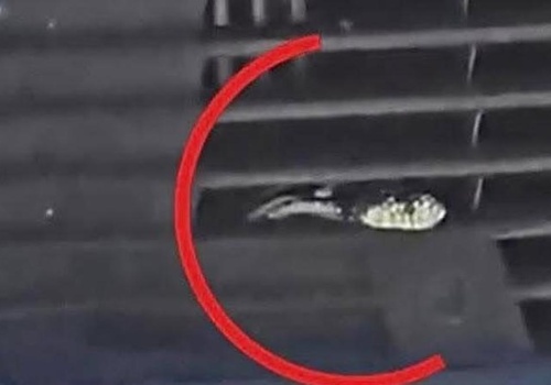 Wąż w samochodzie na Gran Canarii. Nowe zgłoszenie w Agaete