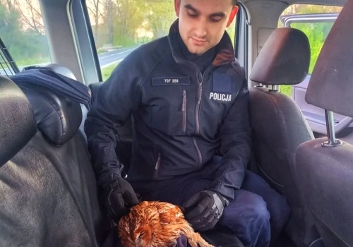 Policyjna pomoc, która ratuje życie. Ranna sowa trafiła w dobre ręce