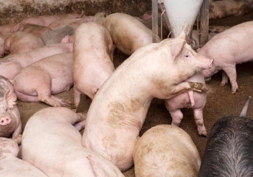 Na Ukrainie stawki za żywiec wieprzowy są wyższe niż w Polsce. Różnica wynosi kilkadziesiąt groszy za kilogram