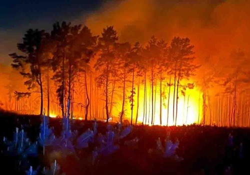 Krotoszyn. Duży pożar lasu wybuchł w środku nocy, walka z ogniem trwała pięć godzin