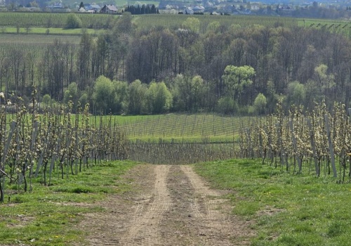 Komisje szacujące szkody po przymrozkach 2026 ruszają. Straty w sadach ogromne