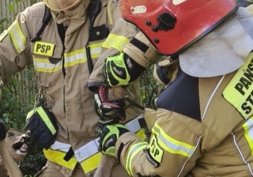 Ratunek dla sarny przy ul. Mogilskiej. Zwierzę trafiło do ośrodka