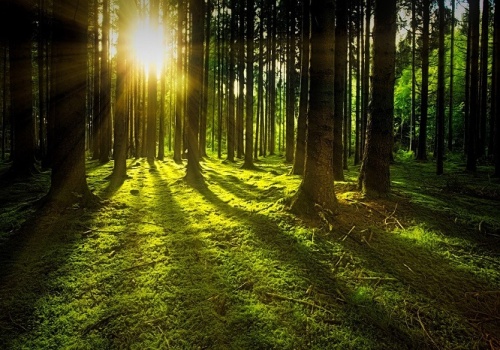 Od 1 czerwca rusza nabór na inwestycje leśne i zadrzewieniowe. Dla kogo i na jakich zasadach?