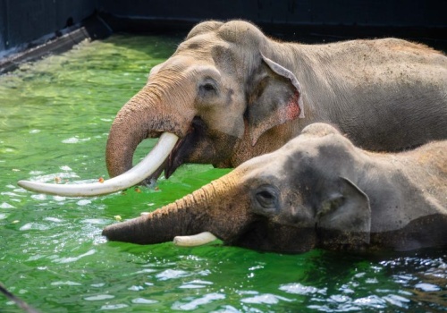 Plenerowe kąpiele słoni. Zewnętrzny wybieg w Orientarium ZOO Łódź
