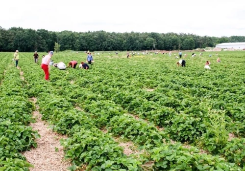 Na truskawkach w Niemczech można zarobić 4000 euro. Ale pracy nie ma lekkiej