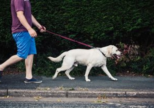 Prawie 1500 zł za opiekę nad psami. Oto ile zarabia petsitter