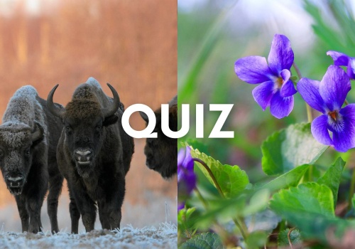 Przyrodniczy quiz wiedzy na poziomie szkoły podstawowej. Kto się sprawdzi?