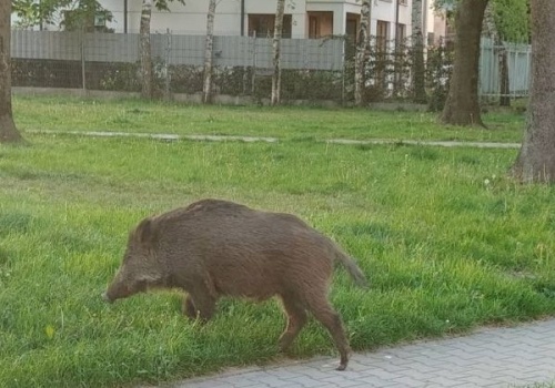 Dziki znów grasują po krakowskim osiedlu. „Ich kły sięgają wysokości tętnic udowych”