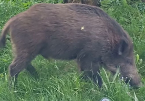 Dziki na osiedlu Podwawelskim w Krakowie. Mieszkańcy boją się o bezpieczeństwo