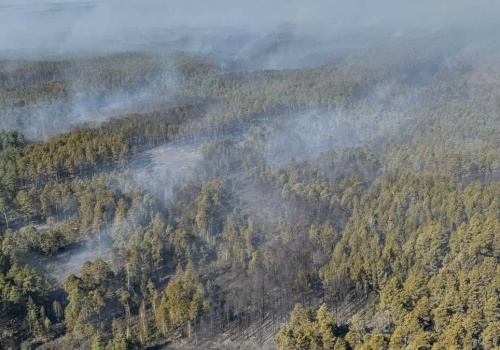 Ogień trawi Puszczę Solską. Zdjęcia satelitarne pokazują ogromną skalę