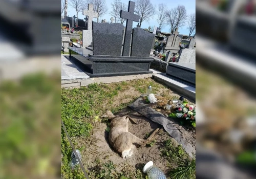 Martwa sarna na cmentarzu w Rosochatem Kościelnem. Kto odpowiada za jej usunięcie?