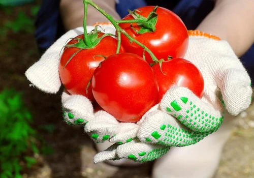 Ogrodnicy sadzą te rośliny obok. Krzaki ugną się od dużych oraz soczystych pomidorów