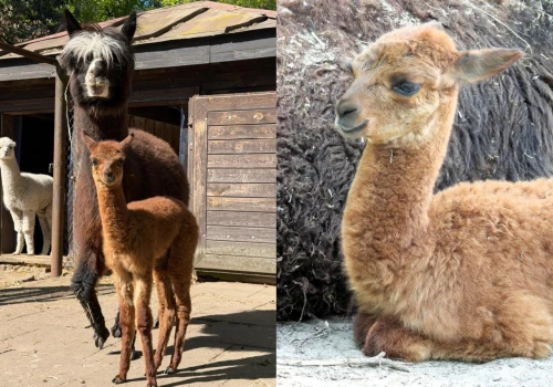 Warszawskie ZOO chwali się narodzinami alpaki. Szuka imienia, które musi zaczynać się na 