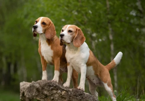 Beagle uratowane z laboratorium. 1500 psów szuka domu