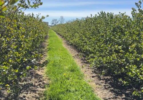 Aronia w stresie. Maj może zdecydować o plonie