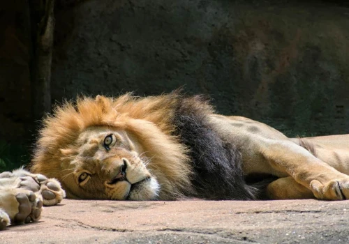 Skandal w niemieckim zoo. Mężczyzna wrzucił lwom gulasz, bo wyglądały na głodne