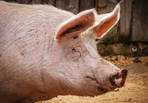 Pożyczki dla hodowców świń z obszarów ASF wznowione. Można dostać nawet 1 mln zł