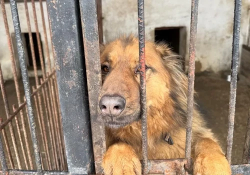PUK zatrudni osobę do pracy w schronisku w Pawłowie