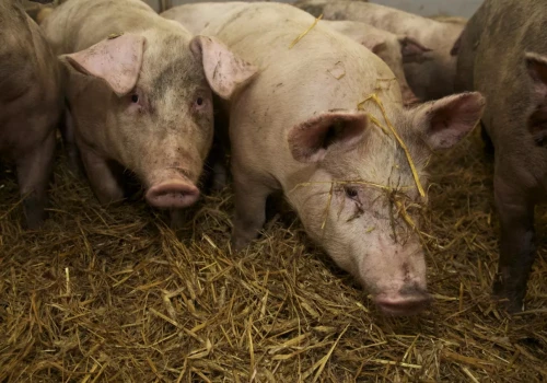 Rolnicy wściekli po decyzji weterynarii. „To są jakieś niepoważne jaja”