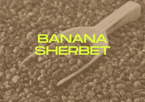 Banana Sherbet: mocna indica w tegorocznym SEEDBOXIE