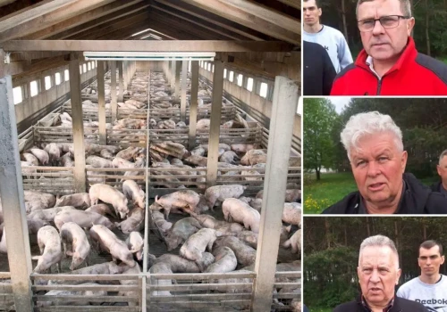 Ceny świń runęły nawet o 50 gr. Rolnicy: „Tak źle jeszcze nie było”