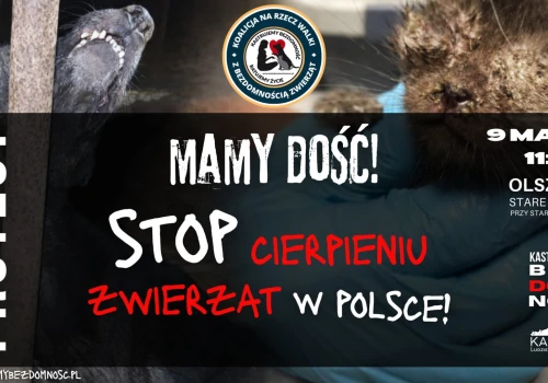 Wyjdą na ulice Olsztyna, aby walczyć o prawa zwierząt. Protesty odbędą się w 15 miastach