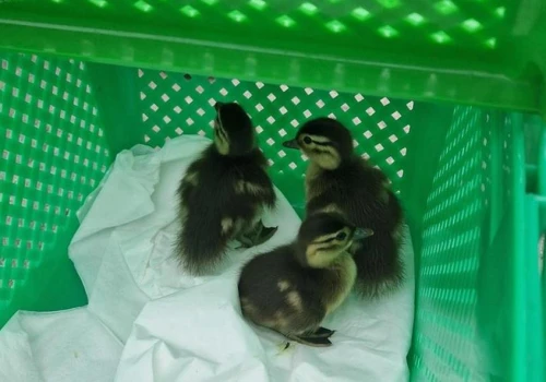 Uwolniono pisklęta kaczki mandarynki uwięzione w studzience