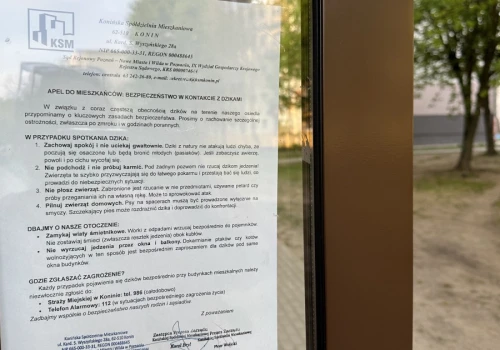 Dziki coraz częściej w centrum Konina. KSM apeluje do mieszkańców