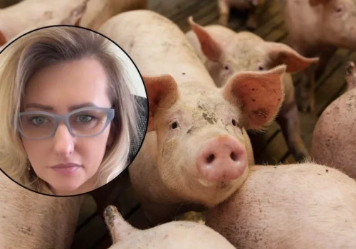 Byli o krok od bankructwa. W tuczu świń uratowała ich kukurydza