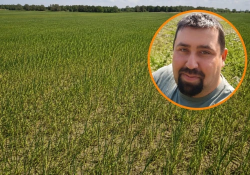 “Tam karta jest już przegrana”. Na 100 ha połowa ozimin idzie w straty