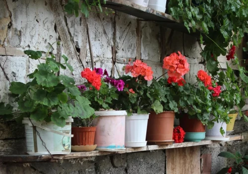 Zrób to z pelargonią teraz – w kilka dni obsypie się kwiatami. Ogrodnicy pilnują tych 3 zasad