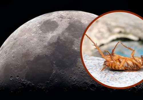 Co się stanie, gdy karaluchy zjedzą pył księżycowy? O testach po Apollo 11