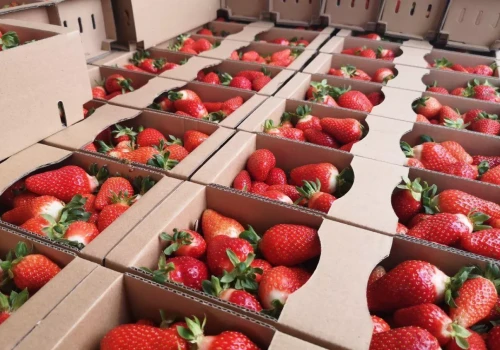 Truskawki tanieją, a popyt wciąż nie nadąża (08.05.2026)