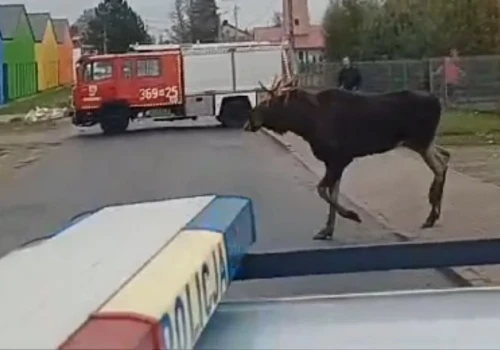 Ranny w łoś w centrum Ciechanowa. W akcji wiele różnych służb