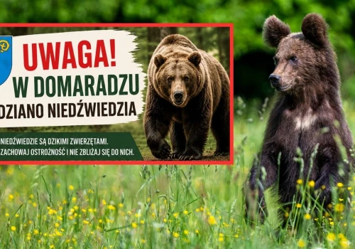 Strażak widział niedźwiedzia w Domaradzu. Władze apelują o ostrożność
