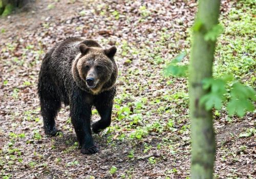 Naukowiec rozprawia się z nagonką na niedźwiedzie. 