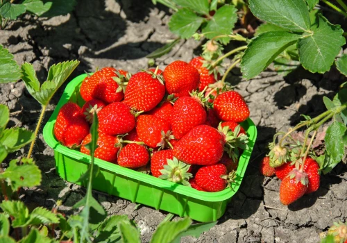Plantatorzy szukają ludzi do zbioru truskawek. Można zarobić nawet 8 tys. zł