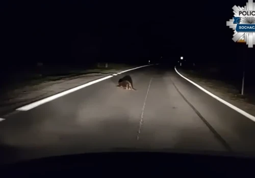 Dzielnicowi spotkali bobra na drodze. Odprowadzili go w bezpieczne miejsce