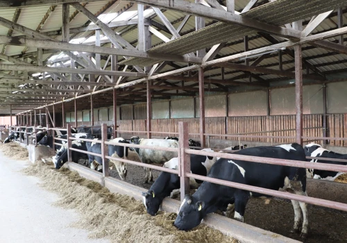 Rolnicy z produkcją zwierzęcą mają czas do 18 czerwca. Chodzi o ważne dane dla weterynarii